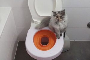 Kako naučiti mačku hodati u pladnju u kući? Kako naučiti mačku hodati u pladnju u kući?